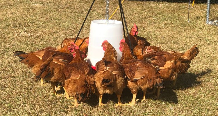 Organically Raised & Pastured Broilers - Vintage Farms